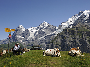 ������ + �ĸ�